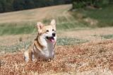 CORGI PEMBROKE 236